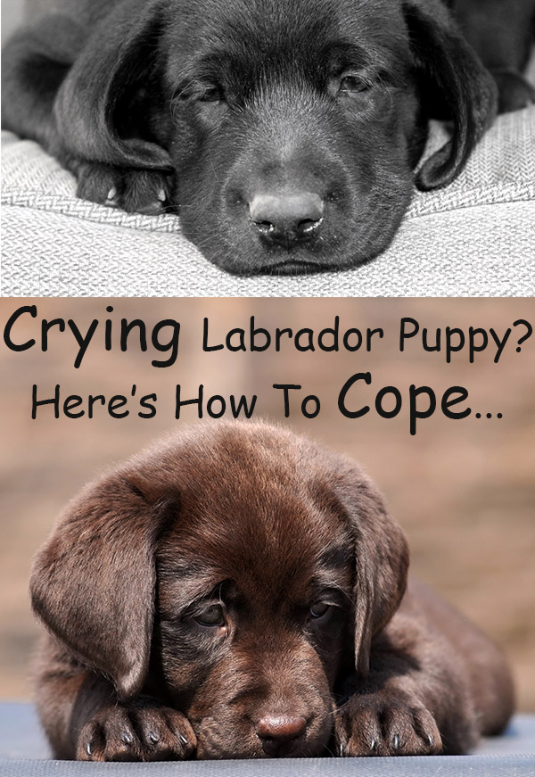 Помните, когда ваш дом начинает чувствовать себя как дома, ваш щенок Лабрадора перестанет плакать, если он не научился плакать, чтобы получить награду