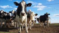 Польша была против отмены квот, потому что она боялась проблем, которые могут затронуть мелких производителей молока