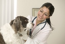 Чтобы работать ветеринаром, придется приложить немало усилий и побаловать себя